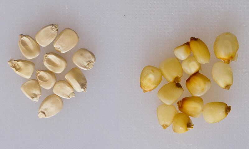 File:Nixtamalized Corn maize El Salvador recipe.jpg