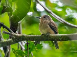 Nonnula sclateri - Fulvous-chinned Nunlet; Rio Branco, Acre, Brazil.jpg