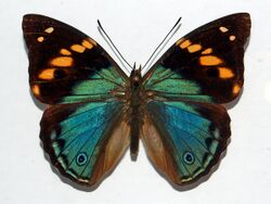 Nymphalidae - Apaturina erminea papuana.JPG