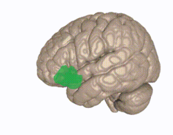 Orbitofrontal cortex.gif