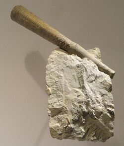 Orthonybyoceras duseri, Late Ordovician, Waynesville Formation, Warren County, Ohio, USA - Houston Museum of Natural Science - DSC01658.JPG
