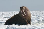 Brown walrus