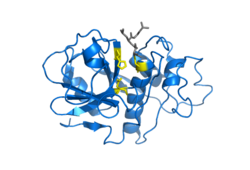 Papain enzyme.png