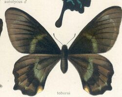 Papilio toboroi Ribbe, 1907.jpg