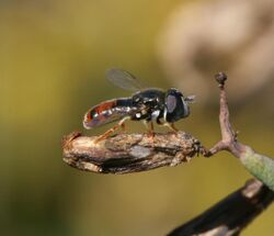 Paragus tibialis(male).jpg