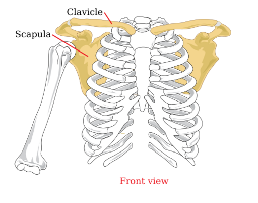 File:Pectoral girdle front diagram.svg