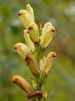 Pedicularis sceptrum-carolinum - Inflorescence - Niitvälja bog.jpg