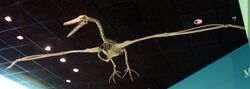 Pelagornis miocaenus.jpg