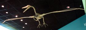 Pelagornis miocaenus.jpg