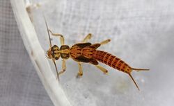 Perlodid stonefly, Isoperla namata (8658580774).jpg