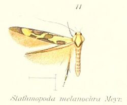 Pl.1-11-Stathmopoda melanochra.JPG