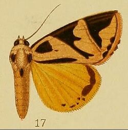 Pl.38-17-Attatha attathoides (syn.A.ethiopica).JPG
