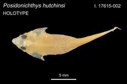 PosidonichthyshutchinsiHolotype.jpg