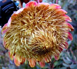 Protea sulphurea outramps-tanniedi iNat20173472a.jpg