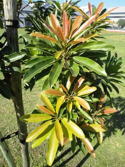 Protorhus longifolia, Durban.jpg