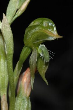 Pterostylis squamata.jpg