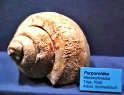 Purpurinidae - Purpuroidea.jpg