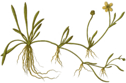 Ranunculus flammula var reptans - Sturm.png