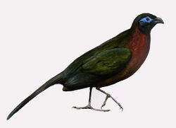 Red-breasted Coua.jpg