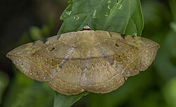 Red-tail (Hypopyra capensis) male Nyamebe Bepo.jpg