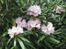 Rhododendron makinoi.jpg