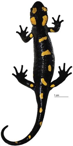Salamandra algira atlantica (10.3897-zookeys.893.46649) Figure 2.jpg