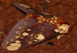 Saturniid Moth (Citheronia hamifera) (39884895531).jpg