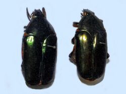Scarabaeidae - Agestrata orichalca.JPG