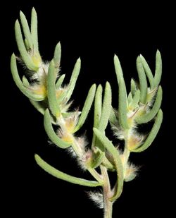 Sclerolaena eriacantha - Flickr - Kevin Thiele.jpg
