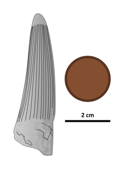 Siamosaurus tooth by PaleoGeek.png