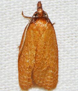 Sparganothis distincta – Distinct Sparganothis Moth.jpg