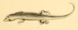 Sphaerodactylus scaber 01-Barbour 1921.jpg