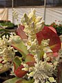 Starr-110209-0854-Kalanchoe thyrsiflora-flowers-Resort Management Group Nursery Kihei-Maui (24444843794).jpg