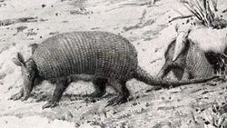 Stegotherium tesselatum.jpg