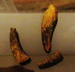 Termatosaurus albertii teeth.JPG