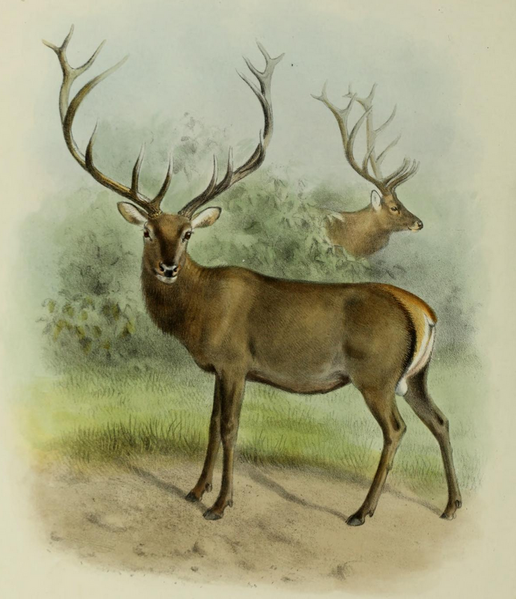 File:The deer of all lands (1898) Altai wapiti.png