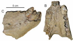 The holotype specimen of Pelagiarctos thomasi (LACM 121501) in B) dorsal and C) lateral aspect.png