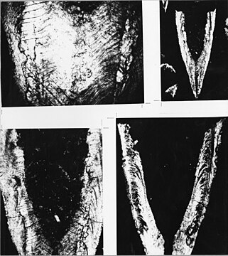 Thin sections of Salterella conulata Clark Yel00005.jpg