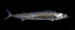 Thyrsites atun, Barracouta or snake Mackerel.jpg