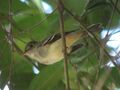 Tolmomyias assimilis Picoplano aliamarillo Yellow-margined Flycatcher (12220026323).jpg