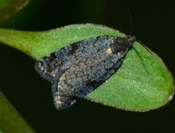 Tortrix molybditis 59942181.jpg