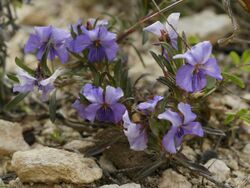 Viola arborescens (plant).jpg
