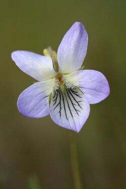 Viola lactea-3.jpg