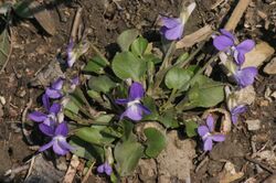 Viola rupestris (Sand-Veilchen) IMG 7264.JPG