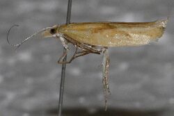 Ypsolopha canariella.jpg