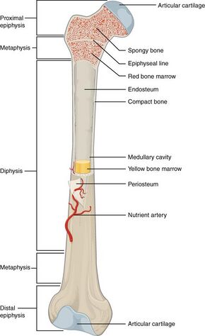603 Anatomy of Long Bone.jpg