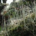 A liverwort - Pellia epiphylla - geograph.org.uk - 930744.jpg