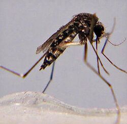Adult female Aedes taeniorhynchus