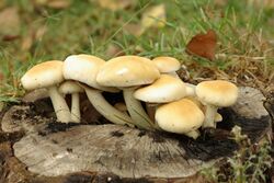 Agrocybe aegerita.jpg