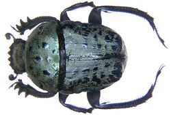 Allogymnopleurus maculosus MacLeay, 1821 (3401668138).jpg